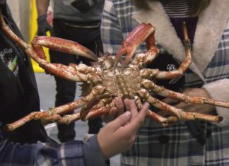 A campaña da centola iníciase no Grove a 24,35 euros o primeiro lote A campaña da centola iníciase no Grove a 24,35 euros o primeiro lote