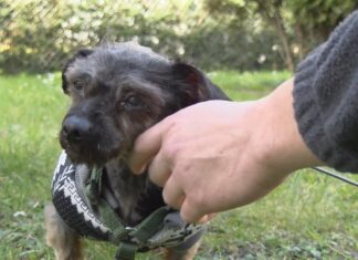 Comeza a súa recuperación no refuxio de animais a cadela atopada cunha mole de pelo en Cambados