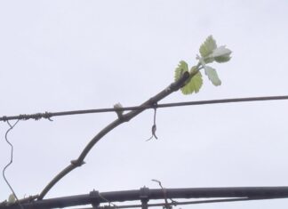 Comeza a brotación nos viñedos das Rías Baixas co risco de verse afectada polas xeadas Comeza a brotación nos viñedos das Rías Baixas co risco de verse afectada polas xeadas