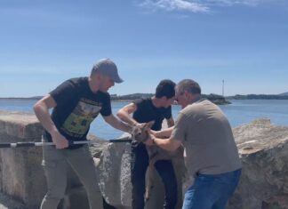 Rescatan a dous corzos nas inmediacións do peirao de Rianxo