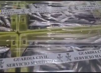 Comisan en Muros máis de dous mil quilos de sardiña capturada en zona prohibida de pesca