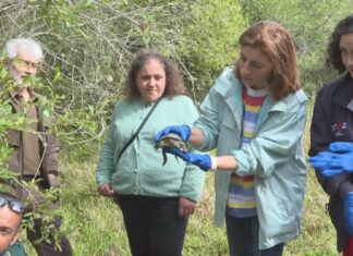 A Xunta constata avances na consolidación do sapoconcho europeo no Parque Natural de Corrubedo
