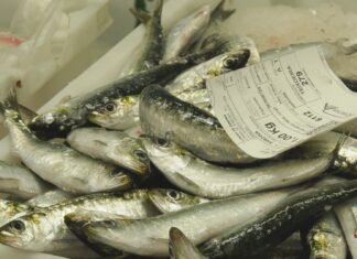Moita sardiña e de calidade a dous días do San Xoán