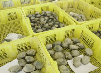 O patrón maior de Rianxo insiste na situación crítica do sector marisqueiro pola escaseza de produto