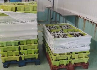 O Servizo Marítimo da Garda Civil incauta preto dos 800 quilos de sardiña no peirao de Ribeira