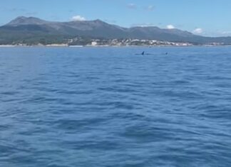 Avistan un grupo de candorcas no interior da Ría de Arousa