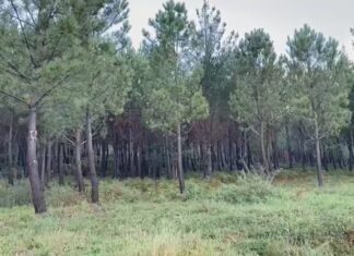 Rianxo acollerá os días 28 e 29 de outubro as ‘Xornadas por un Monte Vivo’