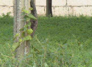 Dez adegas do Salnés toman conciencia sobre un futuro máis sostible e con menos fitosanitarios