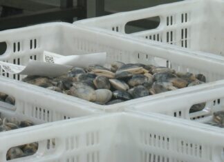 Os mariscadores de Aguiño acurtan a campaña da ameixa ante a caída dos prezos
