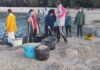 Mariscadores de Noia sementan a cría arrastrada polos temporais para reducir a mortaldade