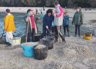 Mariscadores de Noia sementan a cría arrastrada polos temporais para reducir a mortaldade