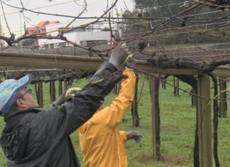 Tempo de poda nos viñedos de Rías Baixas aproveitando a tregua meteorolóxica
