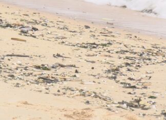 A confraría de Rianxo comeza o ano co peche das súas autorizacións ante a escaseza de marisco