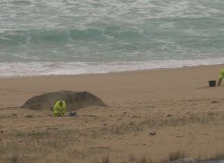 O concello de Ribeira convoca este sábado unha xornada de limpeza voluntaria nas praias