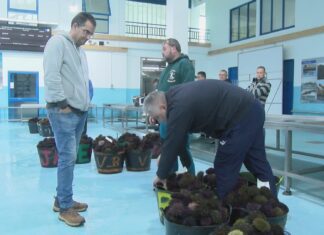 Bo inicio da campaña do ourizo en Aguiño cun prezo medio de 11 euros