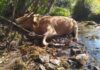 Boiro pecha a captación de auga de Cubelo trala aparición de dúas vacas mortas na canle do río