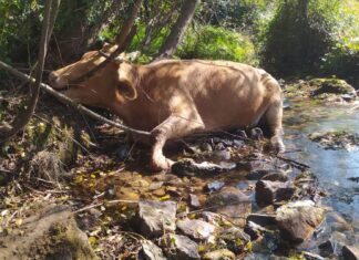 Boiro pecha a captación de auga de Cubelo trala aparición de dúas vacas mortas na canle do río