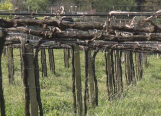 Praga de caracois nos viñedos de Rías Baixas pola combinación de altas temperaturas e chuvia