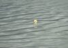 Mar pasará a regular a pesca da anguía con butrón