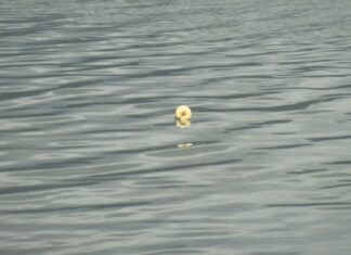 Mar pasará a regular a pesca da anguía con butrón