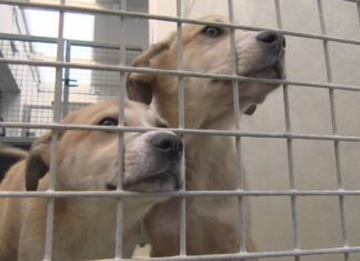O CAAN da Armenteira xestinonou 170 adopcións de animais abandonados no que vai de ano