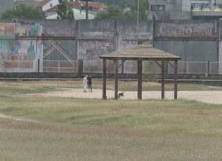 Comezan por fin os traballos para eliminar o cadillo da praia da Concha-Compostela