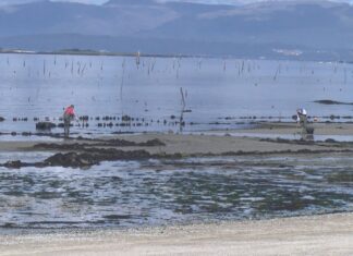 O tamaño da ameixa leva ás mariscadoras de Carril a prolongar o peche da Compostela ata xuño