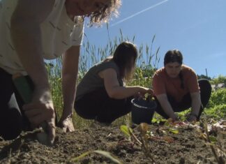 A agricultura ecolóxica biointensiva, unha nova oportunidade laboral no Salnés
