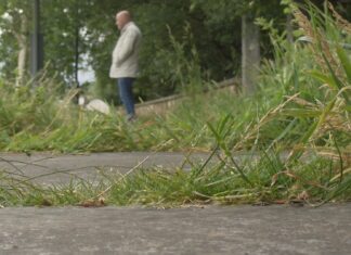 O PP denuncia que a maleza fai practicamente intransitable o Paseo do Río Morto