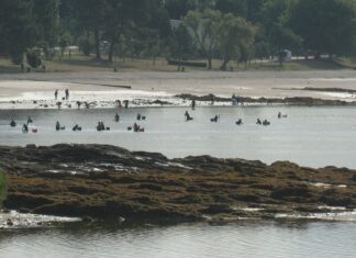 Acordo unánime no Parlamento para a recuperación do marisqueo na ría de Arousa