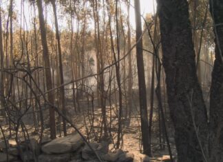 Controlado o incendio forestal que arrasou 15 hectáreas e calcinou tres coches en Caamaño