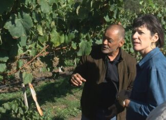Unha Lei do Viño de Galiza e os contratos homologados, demandas do BNG para o sector vitivinícola