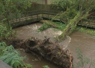 Pontevedra mantén pechados os parques e as zonas arboradas, pendente da avaliación dos servizos municipais