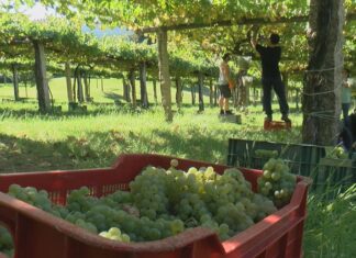 A produción certificada galega ascende un 4,6%, ata máis dos 660 millóns