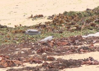 Ribeira convoca unha xornada de limpeza na praia de Río Azor o próximo sábado