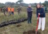 A conselleira de Medio Ambiente participa nunha plantación de sobreiras no Parque Natural de Corrubedo