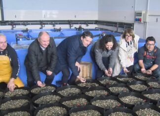 A delegada territorial da Xunta participa na sementeira de ameixa da cooperativa Ría de Arosa
