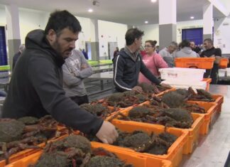 A centola acariña os 28 euros o quilo na primeira poxa da campaña no Grove
