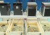 Unha investigación do CIMA busca un berberecho máis resistente a baixas salinidades