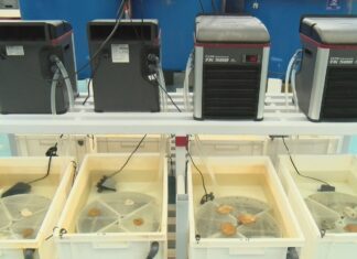 Unha investigación do CIMA busca un berberecho máis resistente a baixas salinidades