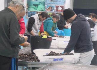 O percebe de Aguiño rolda os 200 euros na semana previa ó Nadal