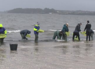 O CIMA e as confrarías investigan sobre o marisqueo e a súa integración nos ecosistemas
