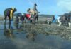 Os mariscadores de Noia recollen o marisco arrastrado polos temporais para volver a sementalo
