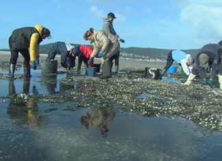 Os mariscadores de Noia recollen o marisco arrastrado polos temporais para volver a sementalo