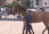 Éxito de participación na Feira Cabalar da Pascua de Padrón