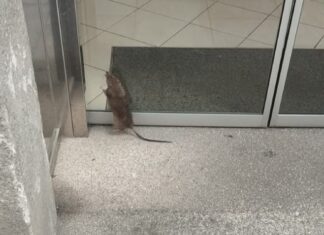 Veciños e comerciantes denuncian a proliferación de ratas no centro de Ribeira