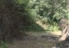 A Garda Civil confirma a identidade dos cadáveres calcinados que apareceron en Campo Lameiro