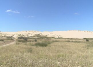 A delegada da Xunta supervisa o avance da Duna de Corrubedo trala retirada do piñeiral