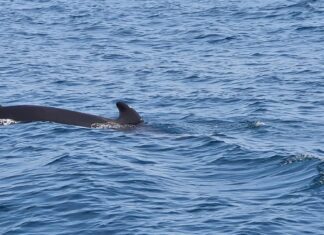 Preocupación en Arousa pola presenza das candorcas no interior da Ría