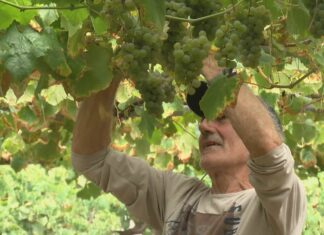 A vendima, a pleno rendemento nos viñedos de Martín Códax